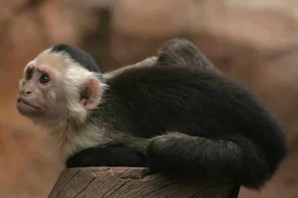 Monkey Zoo — Stock Photo, Image