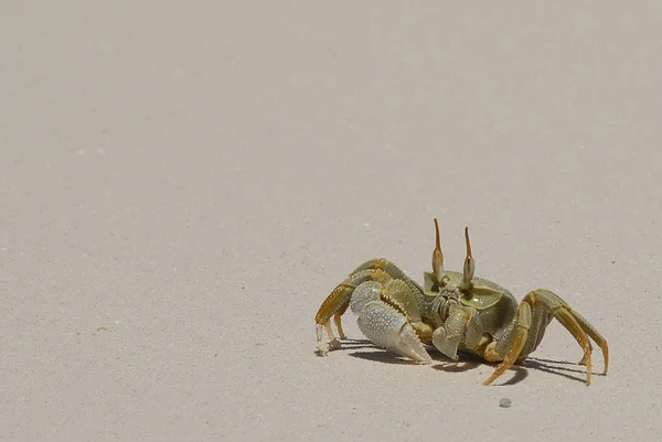 Strandkrabbe Meerestier — Stockfoto