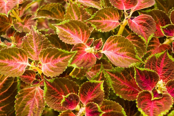 Red Nettle Field Background — Stock Photo, Image