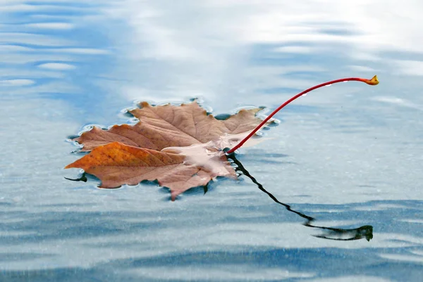 Prachtig Kleurrijk Herfstblad — Stockfoto