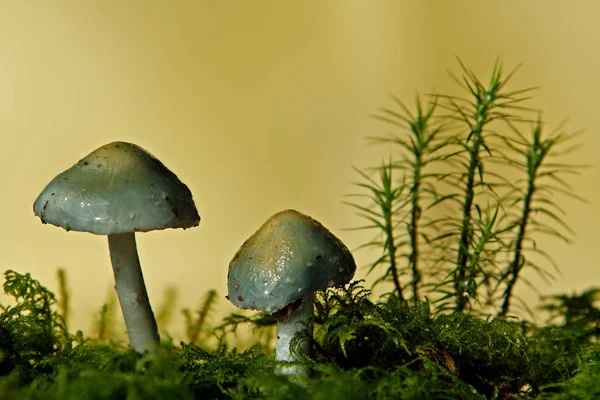 Mushrooms Growing Fungus Flora Botany — Stock Photo, Image