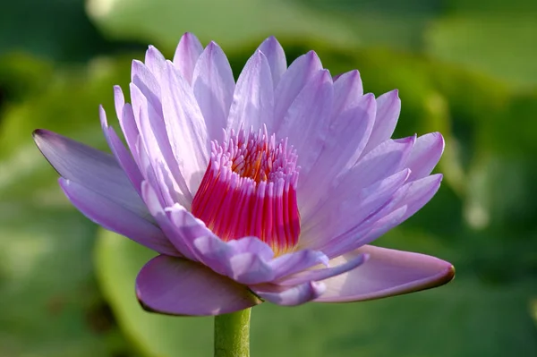 Vue Rapprochée Belle Nénuphar — Photo