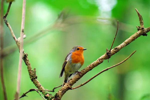 Vista Cênica Belo Pássaro Robin Natureza — Fotografia de Stock