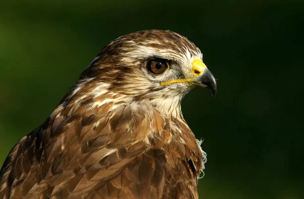 Vue Panoramique Bel Oiseau Nature — Photo