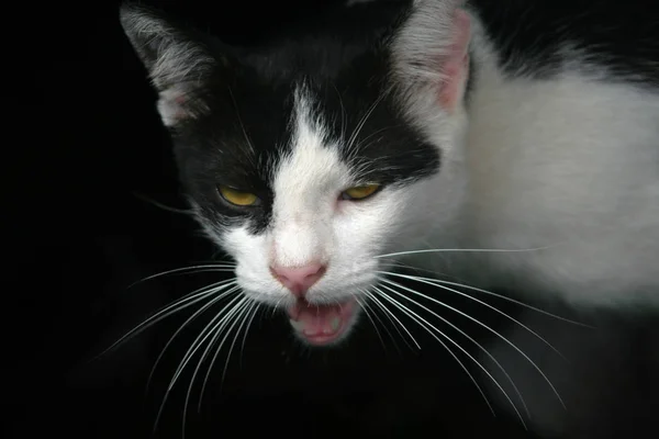 Portrait Cute Cat — Stock Photo, Image