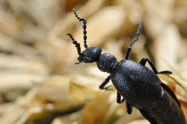 Primer Plano Error Naturaleza Salvaje — Foto de Stock