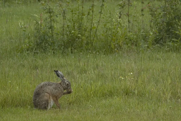 Schilderachtig Uitzicht Prachtig Hert Natuur — Stockfoto