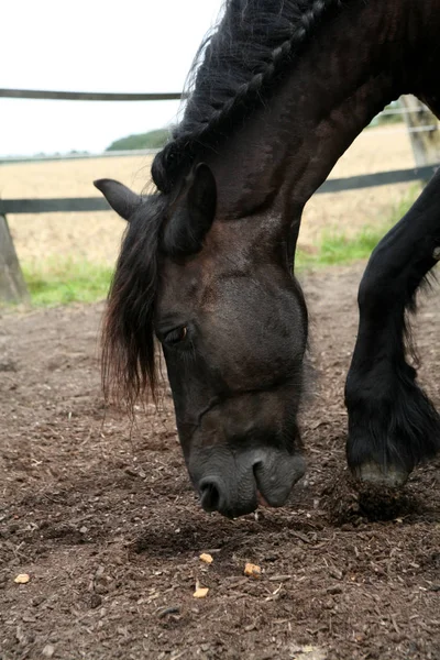 Cute Horse Wild Nature — Stock Photo, Image