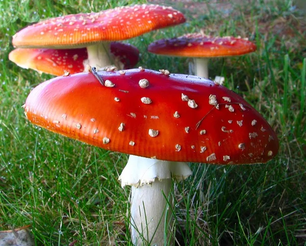 Κοντινή Άποψη Της Μύγας Agaric Στο Δάσος — Φωτογραφία Αρχείου