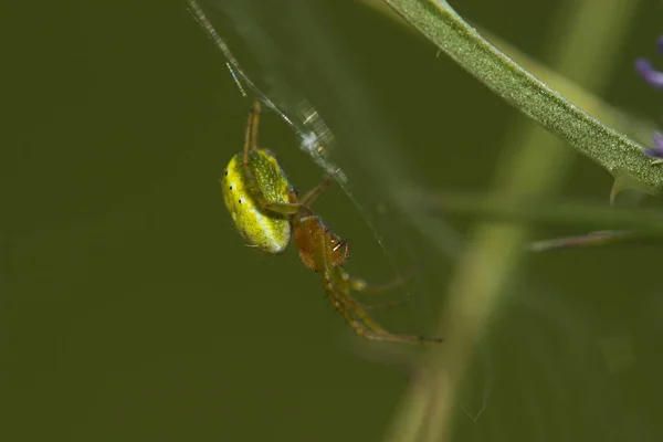 Detailní Pohled Hmyz Přírodě — Stock fotografie