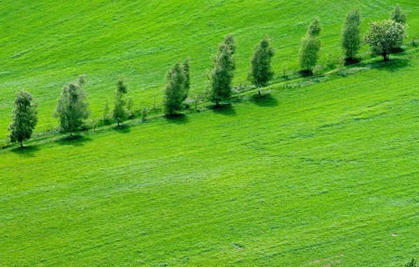 Strada Attraverso Terra Verde — Foto Stock