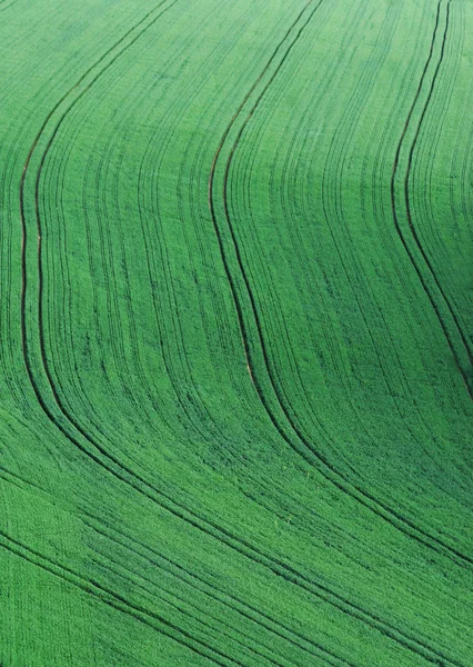 Sporen Het Veld — Stockfoto