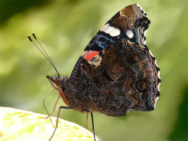 Närbild Insekter Vild Natur — Stockfoto