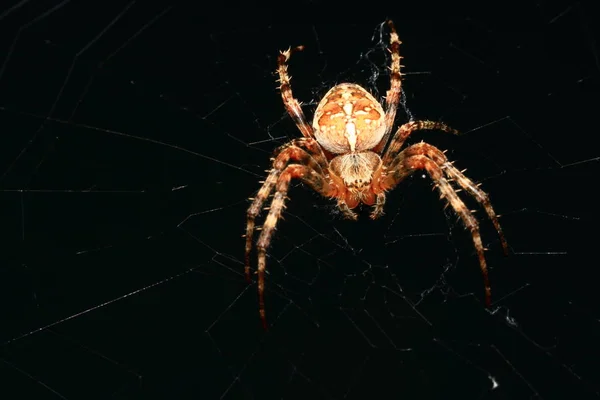 Αράχνη Έντομο Αρπακτικό Ζώο — Φωτογραφία Αρχείου