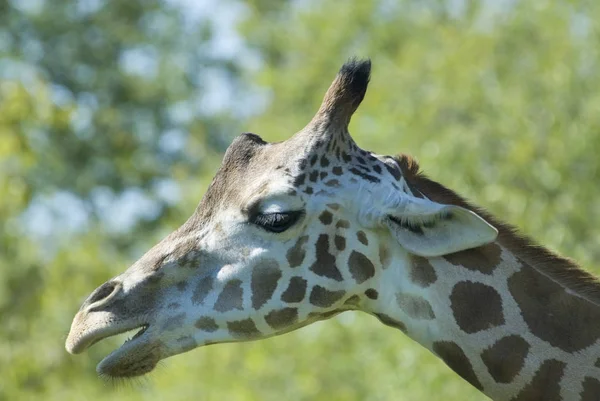 Jirafa Animal Mamífero Herbívoro Africano — Foto de Stock