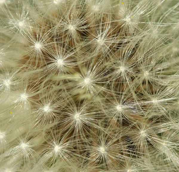 Fliegende Regenschirme Aus Löwenzahn Makro — Stockfoto