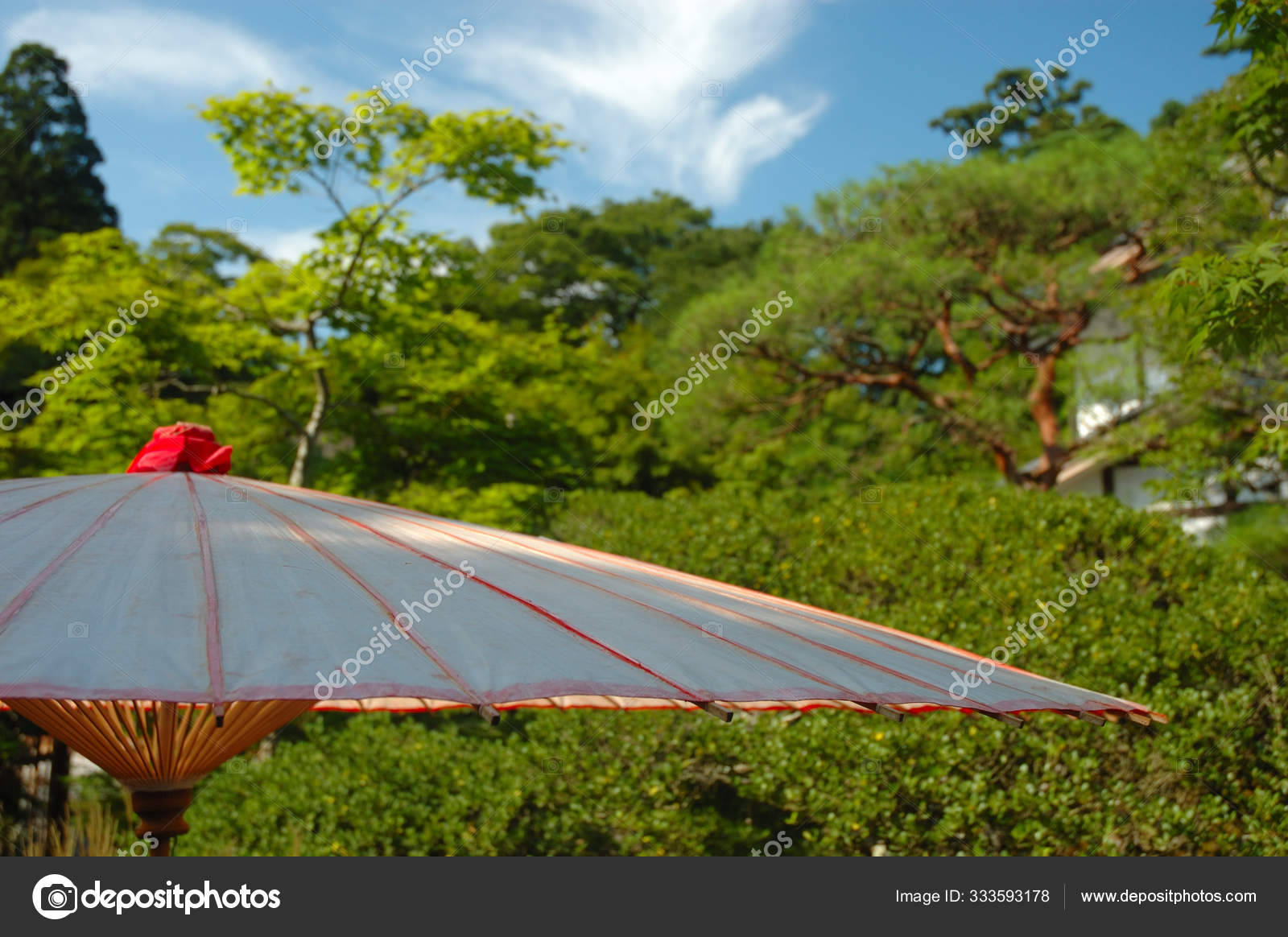 Umbrella Grass — Stock Photo © PantherMediaSeller 333593178