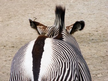 black and white striped zebra animal, mammal clipart