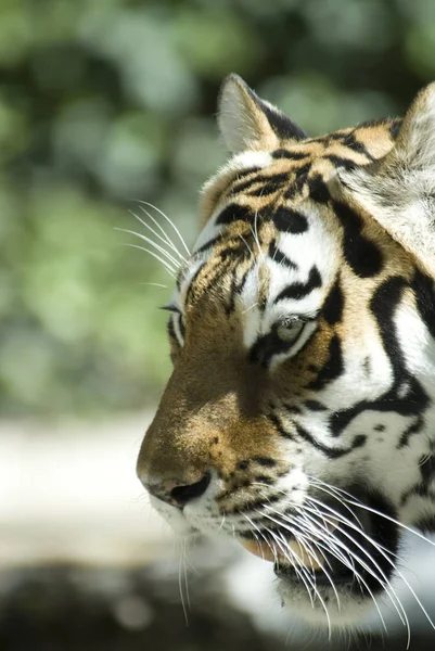 Raubkatze Gestreiftes Tigertier — Stockfoto