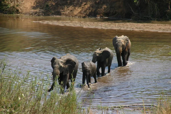 Mamífero Africano Elefante — Fotografia de Stock