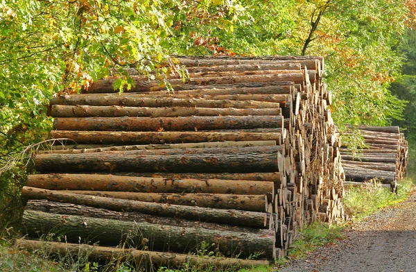 Holz Stämme Baumstamm — Stockfoto