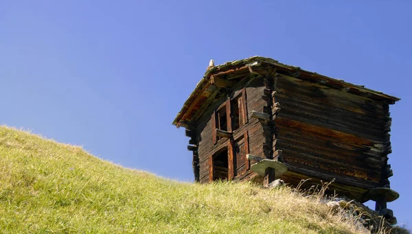 Scénický Pohled Roztomilé Domácí Krávy — Stock fotografie