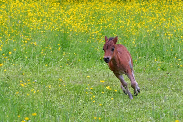 Přírodní Zázemí Selektivní Zaměření — Stock fotografie