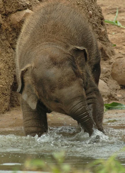 Pequeño Elefante Zoológico Dublin — Foto de Stock