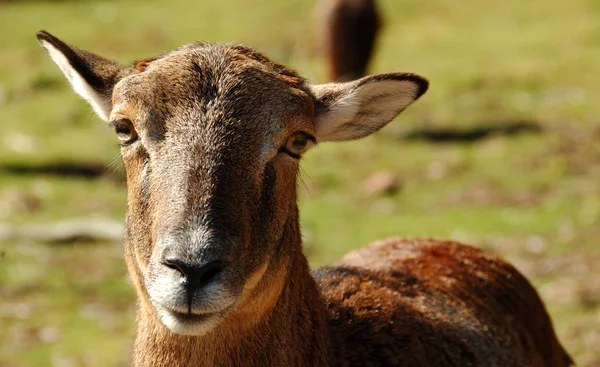 Verschillende Dieren Selectieve Focus — Stockfoto