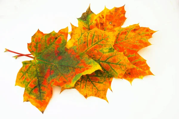 秋の紅葉 秋の植物の葉 — ストック写真