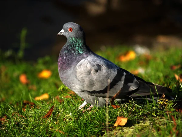 Vacker Utsikt Över Duvfåglar — Stockfoto