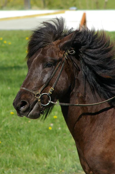 Carino Cavallo Natura Selvaggia — Foto Stock