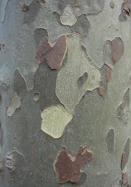 Pele Árvore — Fotografia de Stock