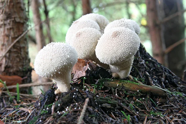 Cultivo Cogumelos Floresta Fundo Natureza — Fotografia de Stock
