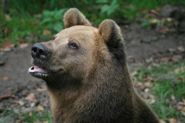 Fauny Medvědi Hnědí Volně Žijící Živočichové — Stock fotografie