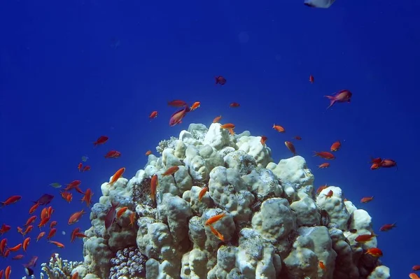Scenic View Underwater World — Stock Photo, Image