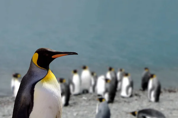Doğada Sevimli Penguen Kuşlarının Manzarası — Stok fotoğraf