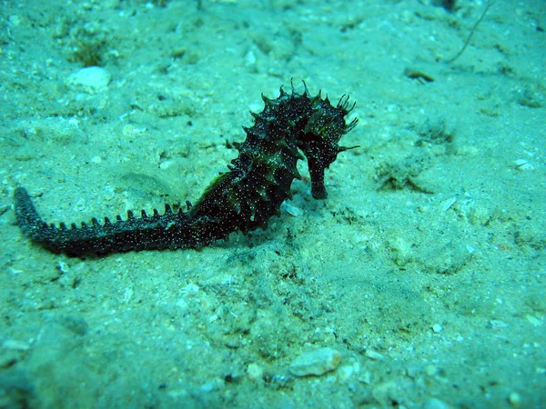 Marine Theme Wallpaper Underwater Shot — Stock Photo, Image