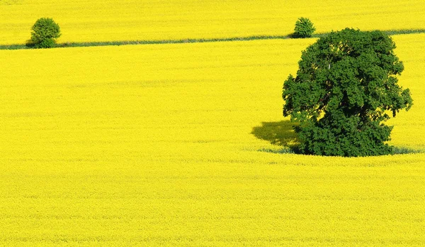 Bäume Auf Dem Feld — Stockfoto