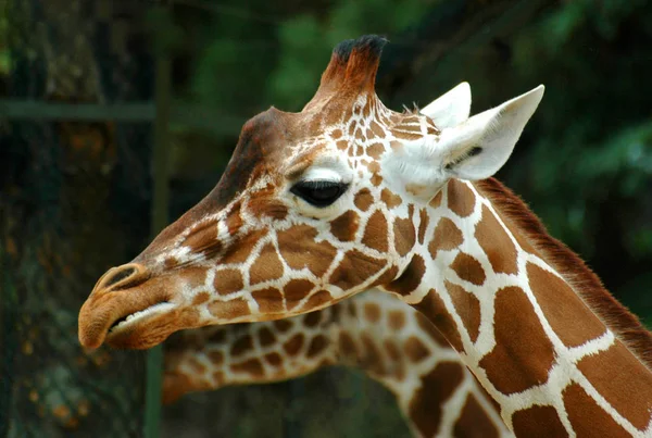 Großaufnahme Von Tier Zoo — Stockfoto