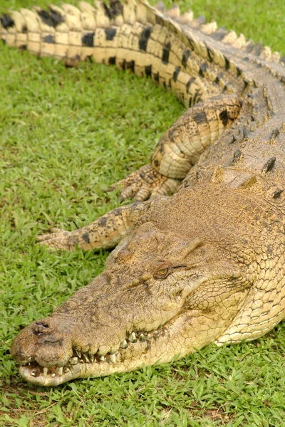 Krokodil Amphibienräuber — Stockfoto