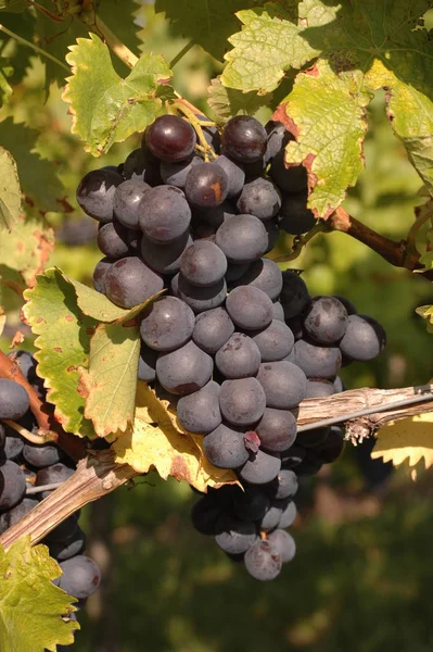 Viticulture Vigne — Photo