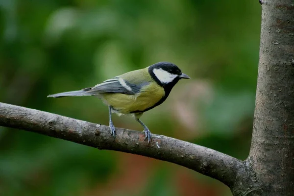 Vista Panorámica Hermoso Pájaro Titmouse —  Fotos de Stock