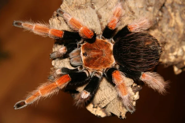 Spin Dier Eng Insect — Stockfoto