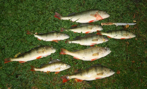 fresh fish in the lake