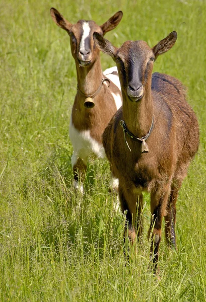 Mooi Beieren Officieel Vrijstaat — Stockfoto