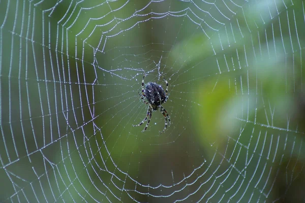 蜘蛛昆虫 可怕的动物 — 图库照片