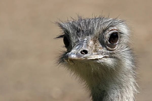 Aussichtsreiche Aussicht Auf Schöne Vögel Der Natur — Stockfoto