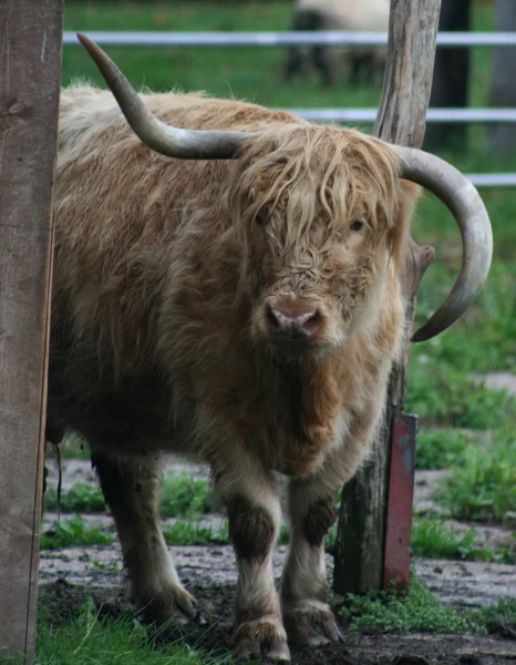 Highland Cattle Animals Wildlife — Stock Photo, Image