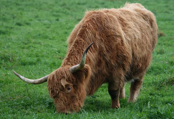 Highland Cattle Animals Wildlife — Stock Photo, Image